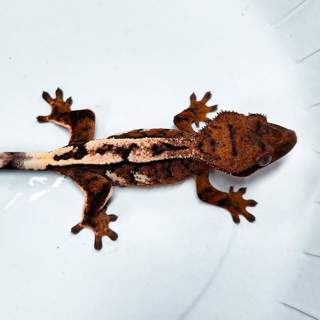 100% Het Axanthic Sable