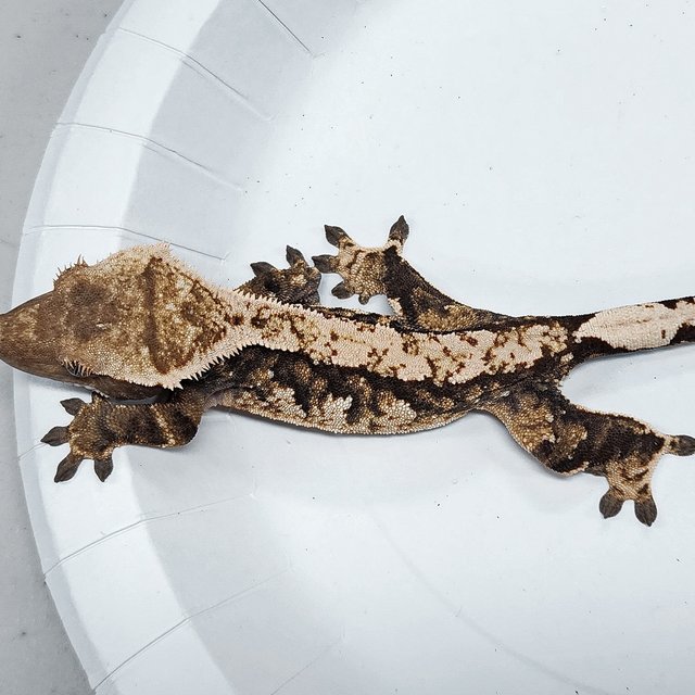 Tri Extreme Harlequin