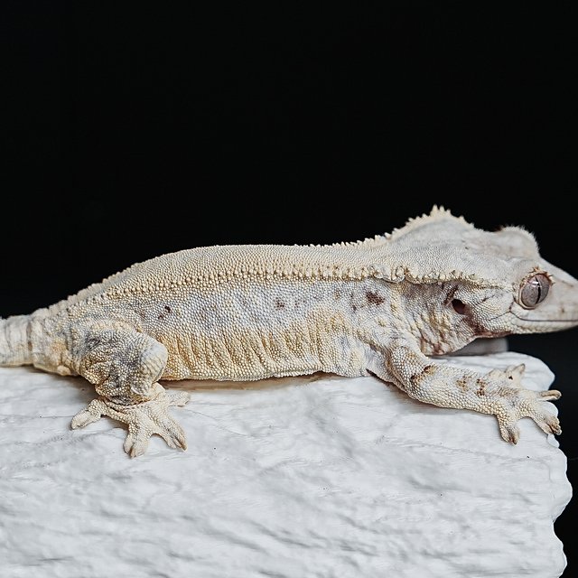 풀핀 솔리드백 릴리화이트