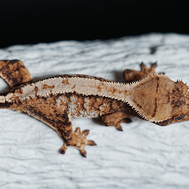 트라이 익스트림할리퀸