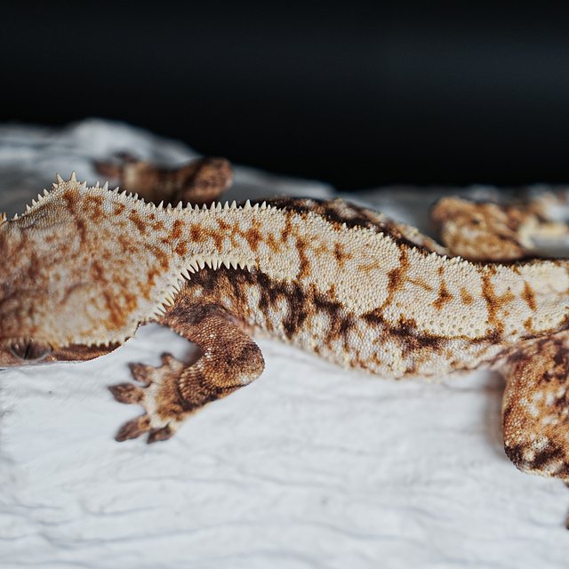 트라이 익스트림할리퀸