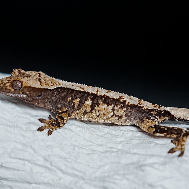 Tri Extreme Harlequin