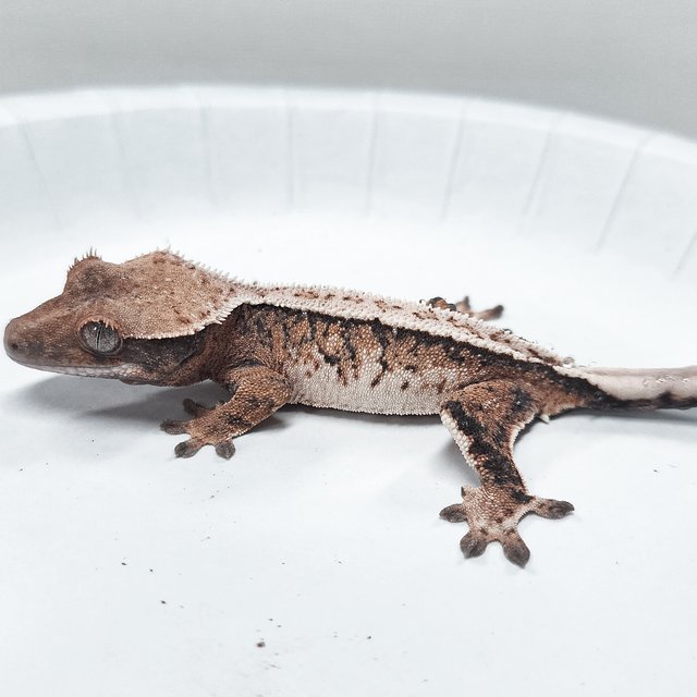 Tri Extreme Harlequin