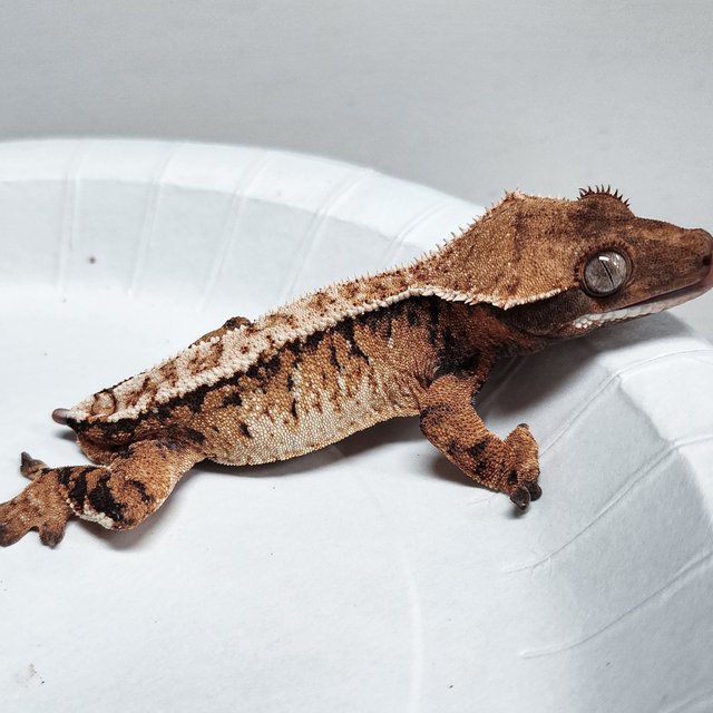 Tri Extreme Harlequin