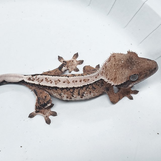 Tri Extreme Harlequin