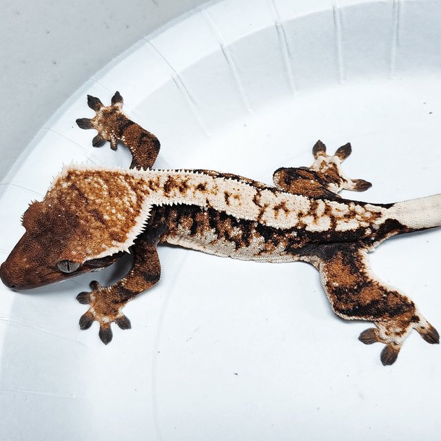 Tri Extreme Harlequin