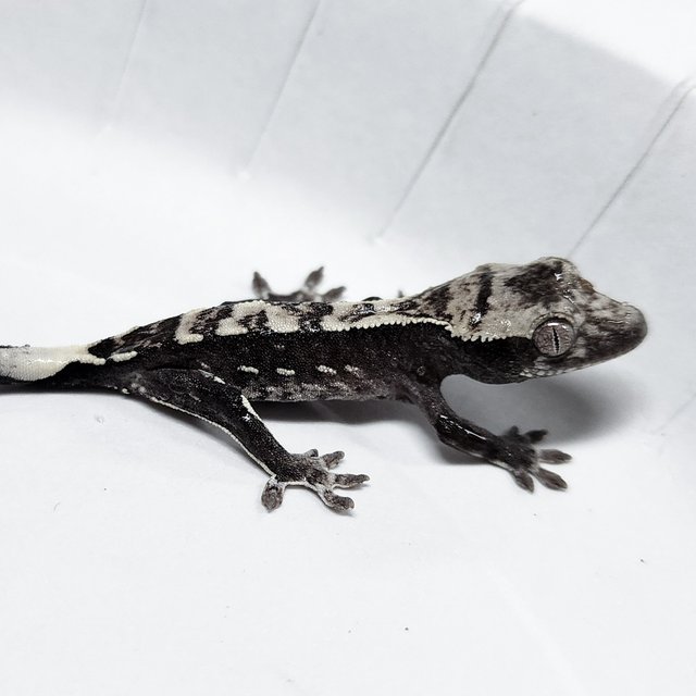 Axanthic