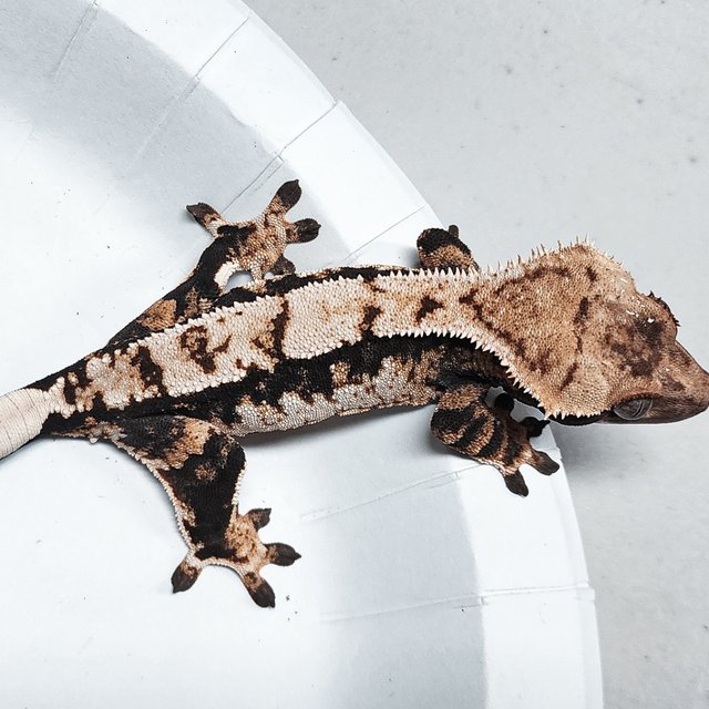 Tri Extreme Harlequin