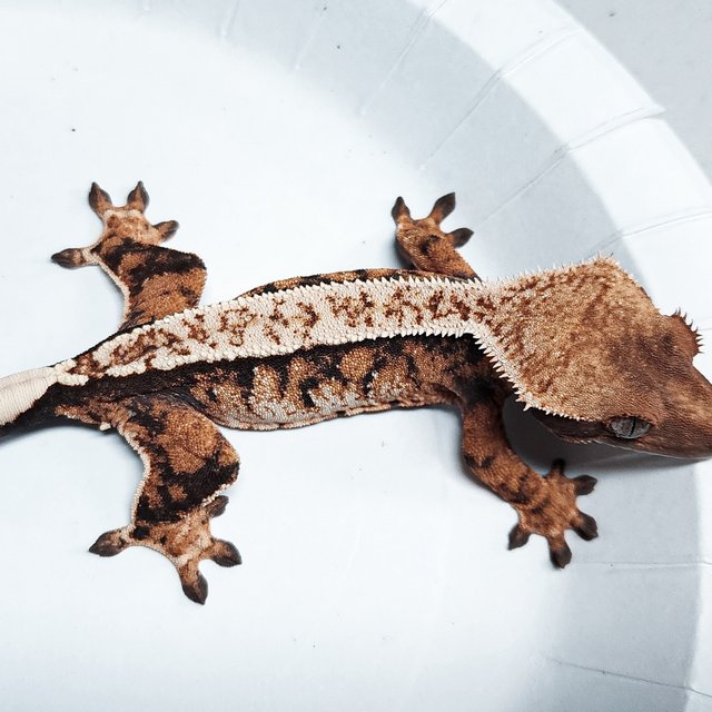 Tri Extreme Harlequin