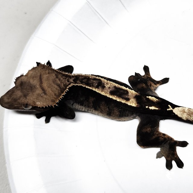 Sable 100% Het Axanthic