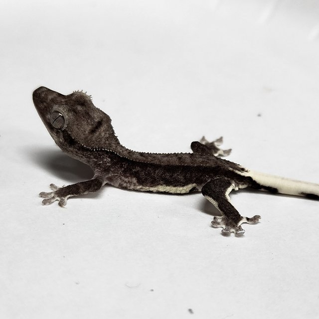 Phantom Axanthic
