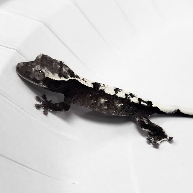Sable Axanthic