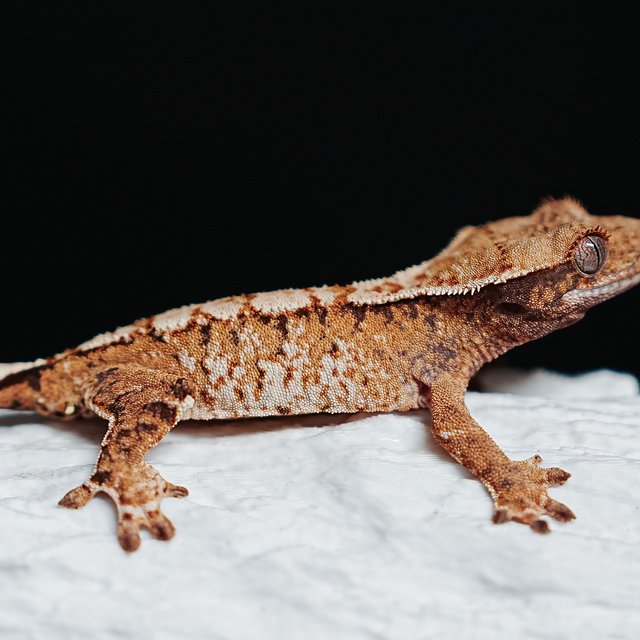 트라이 익스트림할리퀸