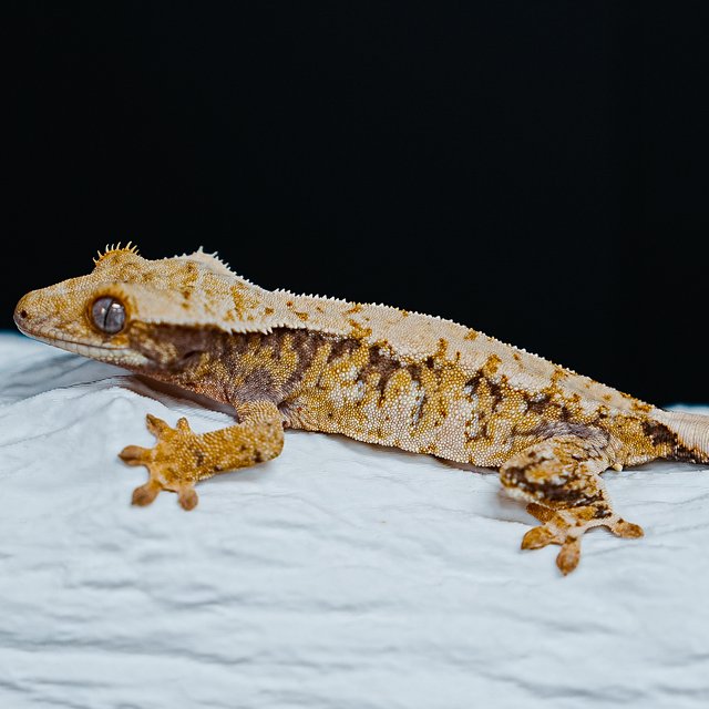 Tri Extreme Harlequin