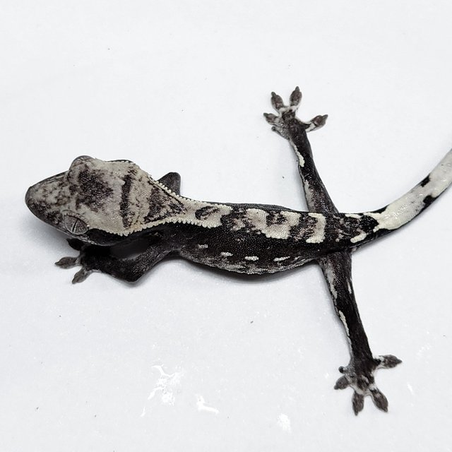 Axanthic