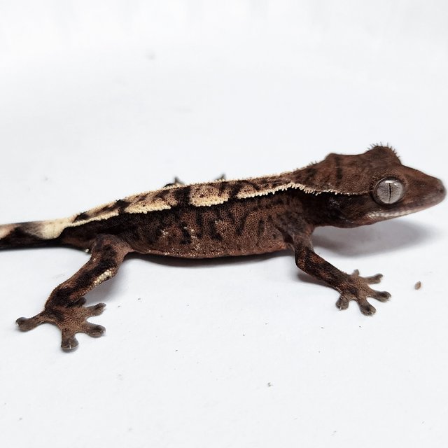 100% Het Axanthic Sable