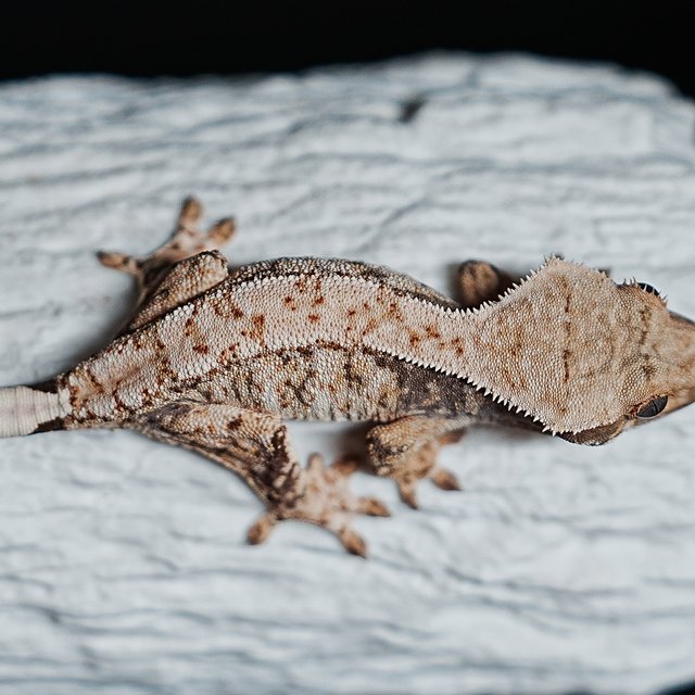 트라이 익스트림할리퀸