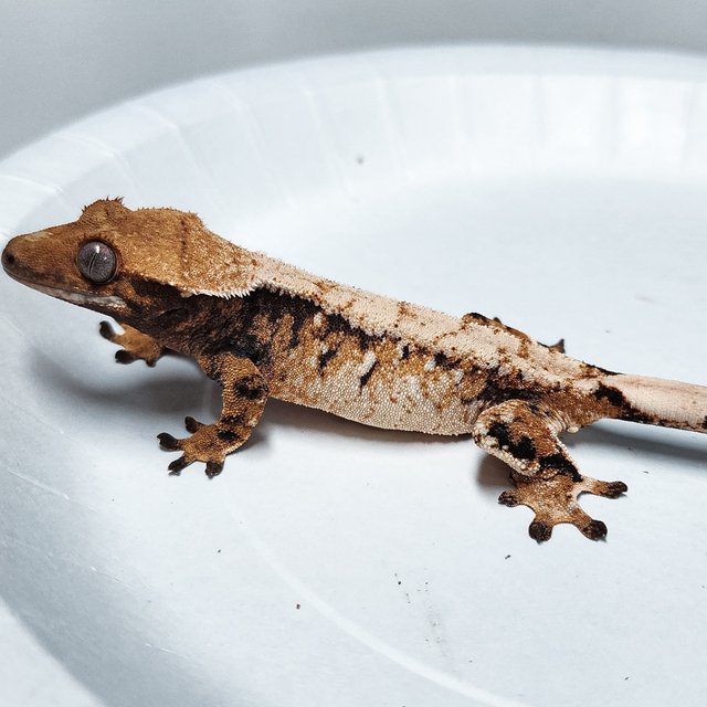 Tri Extreme Harlequin