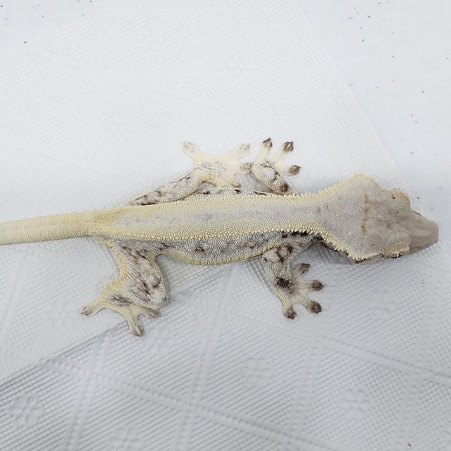 풀핀 솔리드백 릴리화이트