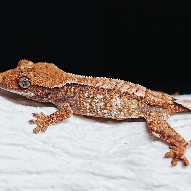 트라이 익스트림할리퀸