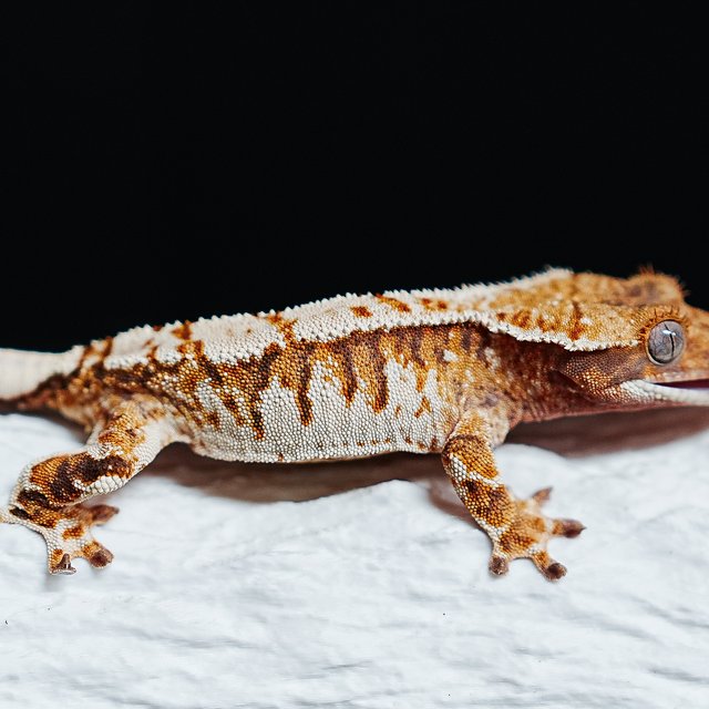 트라이 익스트림할리퀸