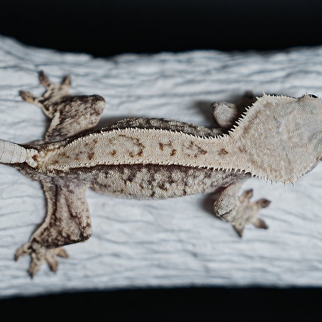 Extreme Harlequin Tri