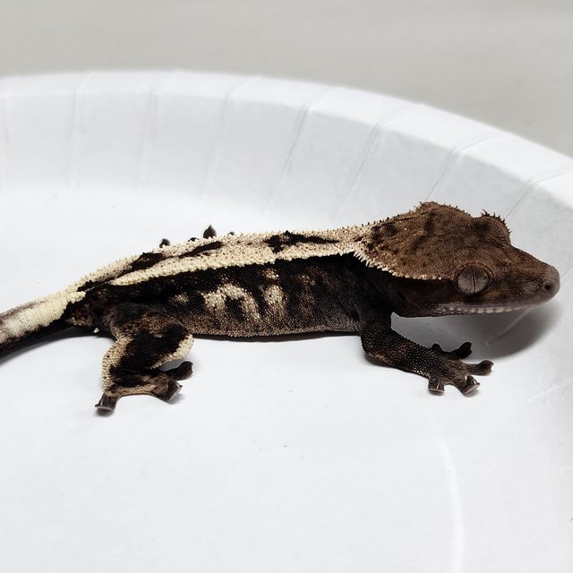 Sable 100% Het Axanthic