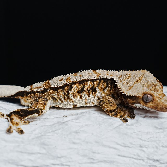 트라이 익스트림할리퀸