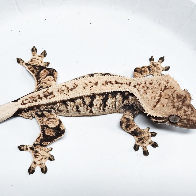 Extreme Harlequin Tri