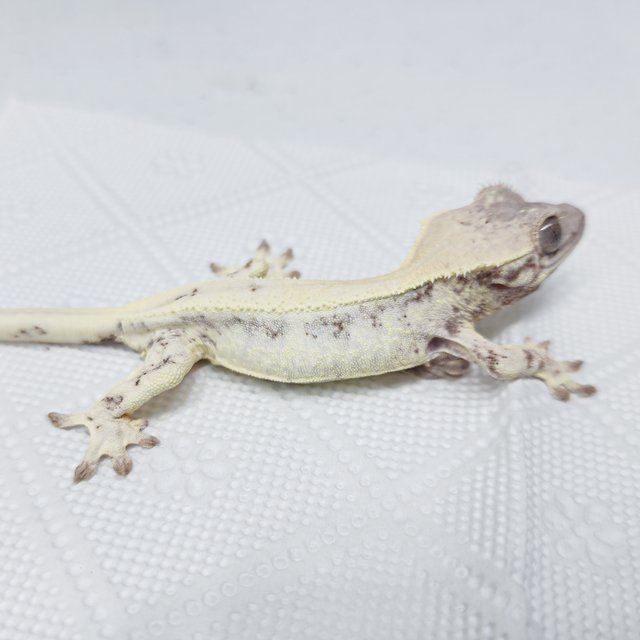 풀핀 릴리 세이블