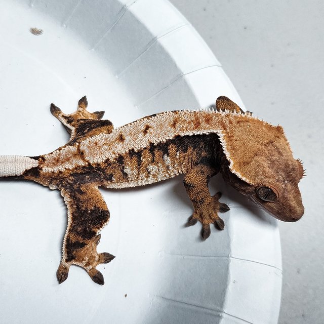 Tri Extreme Harlequin
