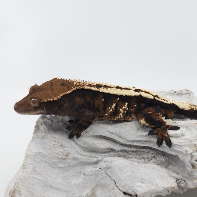 세이블