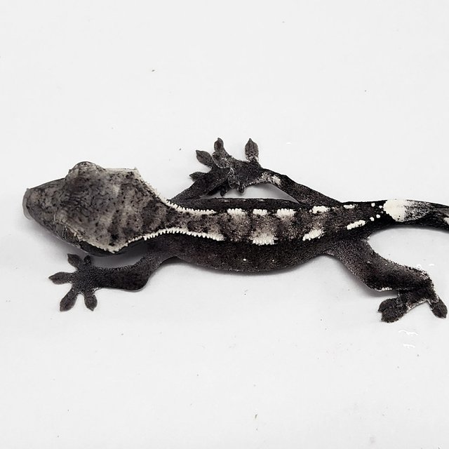 Sable Axanthic