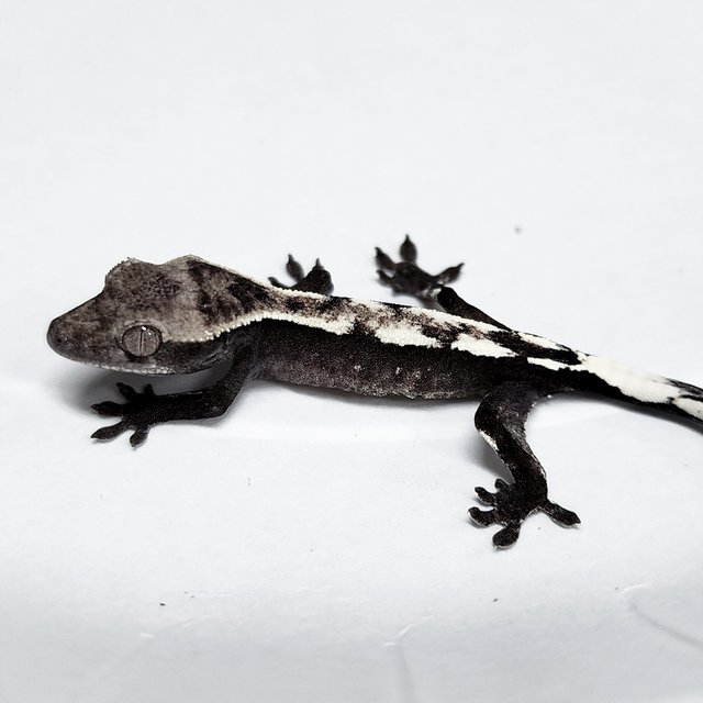 Axanthic
