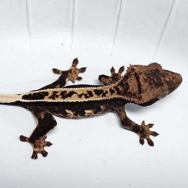 Full Pinstripe 100% Het Axanthic