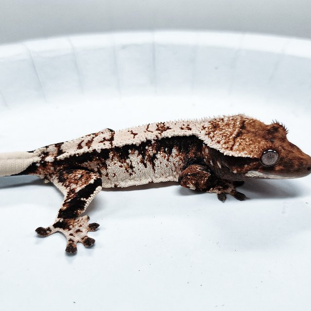 Tri Extreme Harlequin
