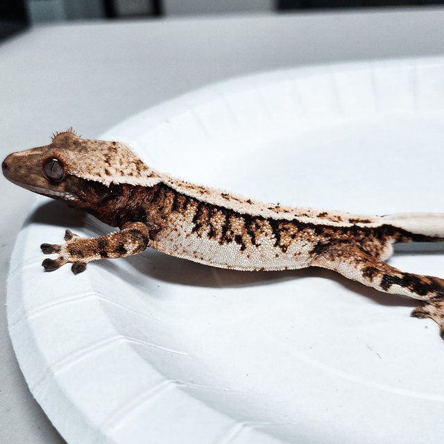 Extreme Harlequin Tri