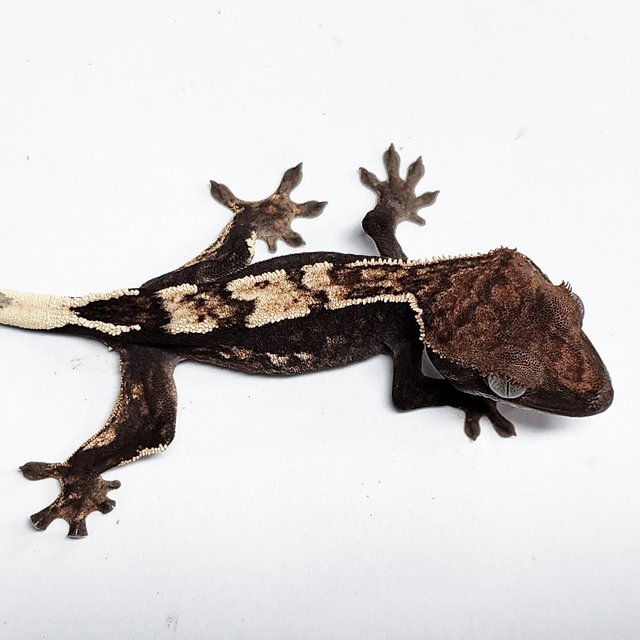 100% Het Axanthic Sable