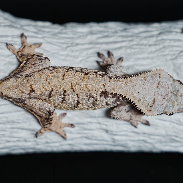 Extreme Harlequin Tri