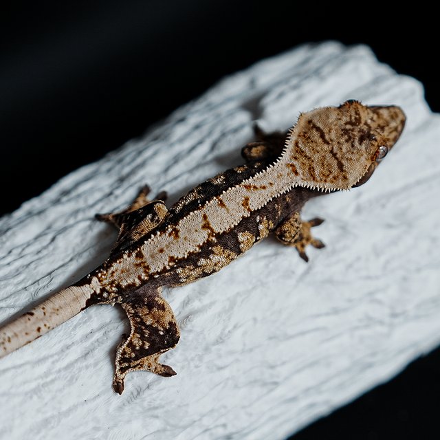 Tri Extreme Harlequin