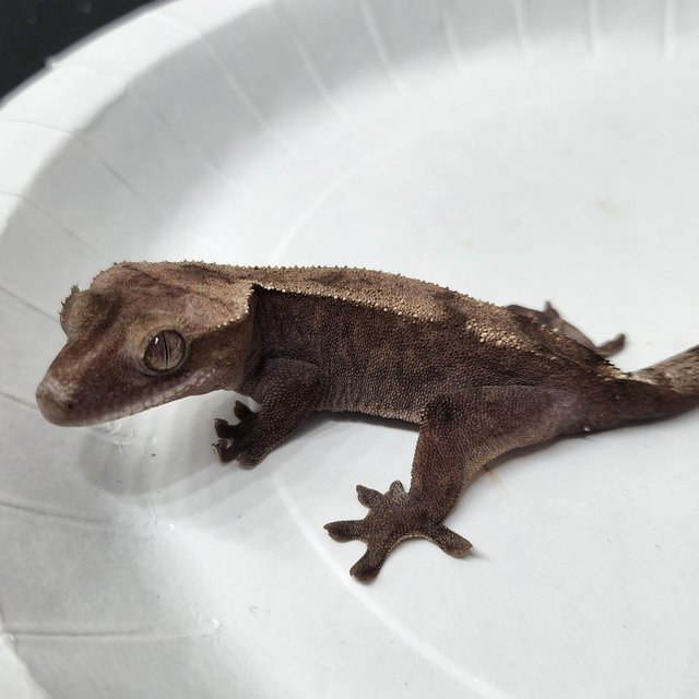 100% Het Axanthic Super Sable