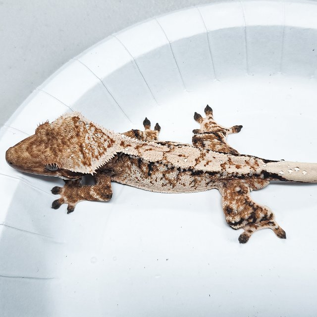 Tri Extreme Harlequin