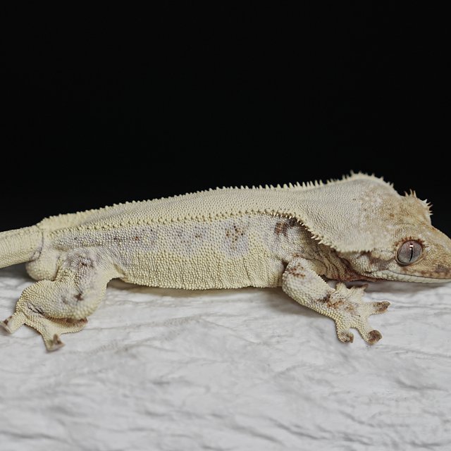 Full Pinstripe Solid Back Lilly White