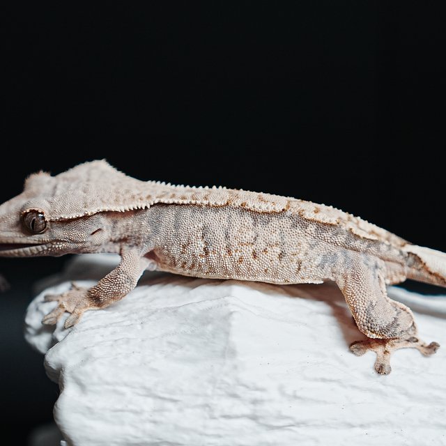 Tri Extreme Harlequin