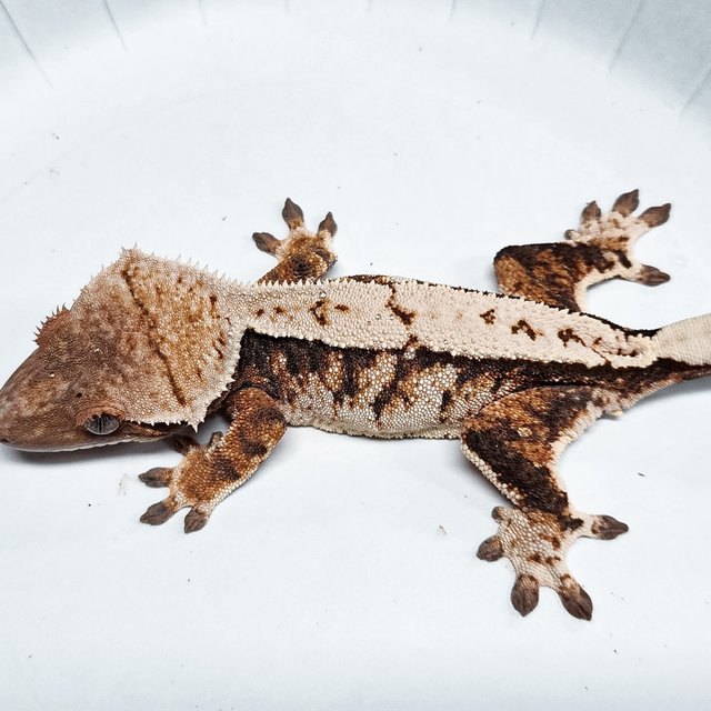 Tri Extreme Harlequin