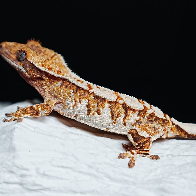 트라이 익스트림할리퀸