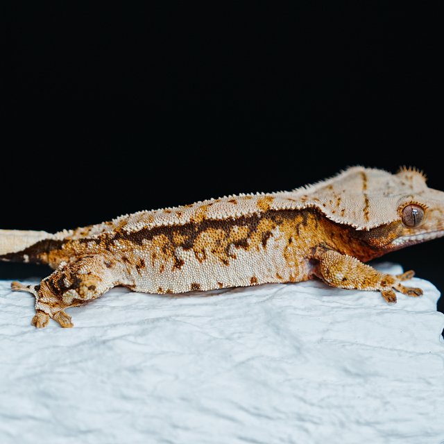 Tri Extreme Harlequin