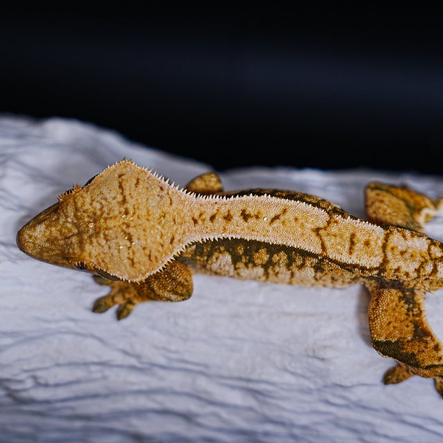 Tri Extreme Harlequin