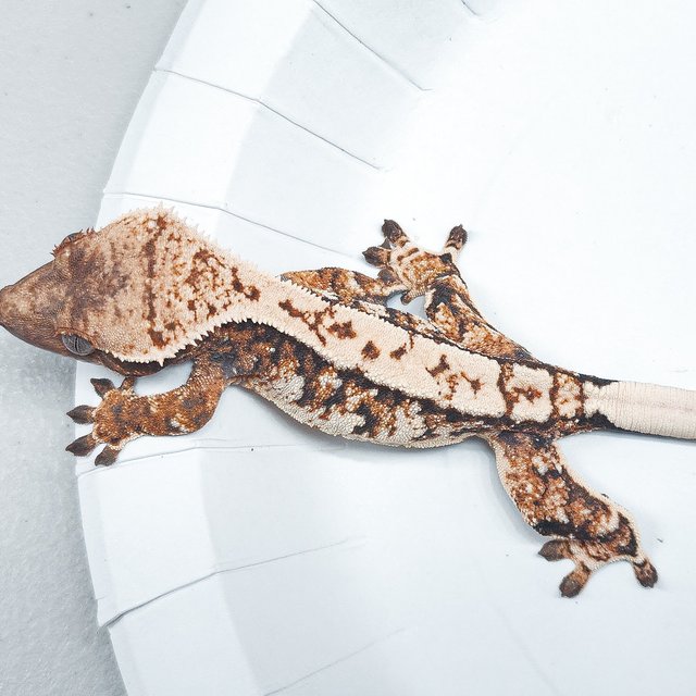 Tri Extreme Harlequin