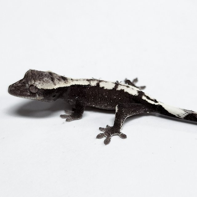 Axanthic